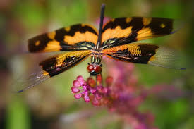 Black And Yellow Dragonfly Canada Orange Black Winged Dragonfly Black Wings Dragonfly Charm Dragonfly