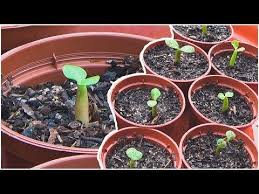 Pin On Seeds
