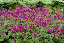 Image result for Geranium vagans