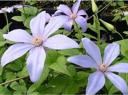 Maybe you would like to learn more about one of these? Clematis Sugar Sweet Blue Clematis Sugar Sweet Blue Clematis Sugar Scented Clem Clematis Sugar Scented Plant Lust