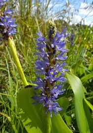 Image result for Pontederia