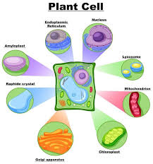 Now, the lysosome is a specific type of organelle that's very acidic. Lysosome Structure Biology Wise