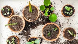 How To Propagate Plants 6 Tips For Plant Propagation 2021 Masterclass