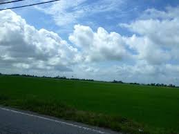 Pemandangan sawah padi di tanjong karang, selangor these pictures of this page are about:pemandangan sawah padi. Pemandangan Sawah Padi Di Kedah Yang Mempersonakan Dan Patut Anda Pergi Tempat Menarik
