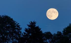Mit hilfe des pflanzkalenders finden sie für über 70 gemüsesorten den richtigen zeitpunkt für aussaat, keimtemperatur, keimdauer. Mondkalender Gartnern Nach Dem Mond Mondkalender Mond Kalender