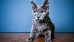 Wait until your pet is sleeping soundly (i.e. Why Do Cats Purr What Are They Saying Cattime