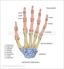 Hand Joints Diagram Hand X Ray Hand Bones Anterior Hand Bones Posterior Hand Muscles Hand Bone Anatomy Bones Hand Bone Anatomy