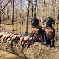 Gentlemanbobwhite Hunting Dogs Waterfowl Hunting Dogs