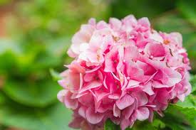 紫陽花の葉が黒くなる病気とは 原因や対策方について 植物navi