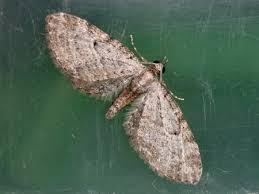 Image result for Eupithecia tenuiata