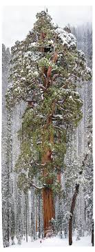 Giant sequoias only grow in california's sierra nevada mountains. One Photo 126 Frames 2 Billion Leaves 247 Feet The Picture Show Npr