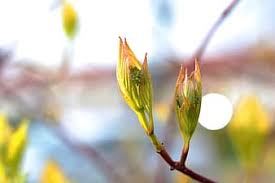 Maybe you would like to learn more about one of these? Royalty Free Cornus Photos Pikist