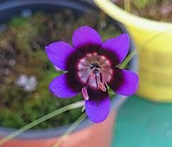 Image result for Hypoxis monanthos