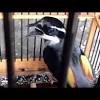 Mata burung anis kembang jantan memiliki mata yang menonjol keluar. 1