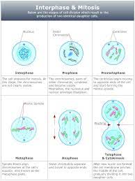 Mitosis Diagram Mitosis Biology Diagrams Good Study Habits