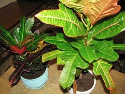 Native to malaysia, the pacific islands, and northern australia, crotons are most often grown as houseplants, but they can be planted in. Croton Plant Care And Maintenance Indoor And Outdoor Garden Mandy