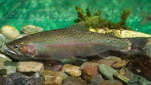 Rainbow trout) ist ursprünglich nicht in europa heimisch und kommt ursprünglich aus nordamerika westlich der rockey mountains. Regenbogenforelle Landesfischereiverband Oo