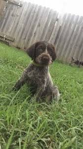 German wirehaired pointer puppies for sale in michiganselect a breed. Litter Of 8 German Wirehaired Pointer Puppies For Sale In Independence Ks Adn 40557 German Wirehaired Pointer Pointer Puppies German Wirehaired Pointer Puppy