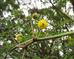 Image result for Acacia grandicornuta