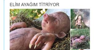 Kur An Yirtan Kiz Ve Domuzun Dogurdugu Insan Yavrusu Seklinde Paylasilan Fotograflar Heykel Cikti Haberler