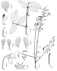 Image result for Desmodium tortuosum