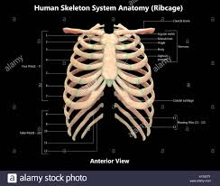 Your rib cage provides a rigid framework for attachment of the muscles of your chest, shoulder girdle, back, diaphragm and upper abdomen. Thoracic Diagram To Label Fusebox And Wiring Diagram Wires Device Wires Device Id Architects It