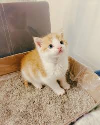#cute #cat #kittens #nursing #kitten #newborn #baby #babies #pet #pets. Tater Tot Taterkittycat Instagram Photos And Videos Cute Kitten Hugs Kisses Baby Orange Newborn Kitten Bottle Newborn Kittens Kittens Cutest Cat Feeding