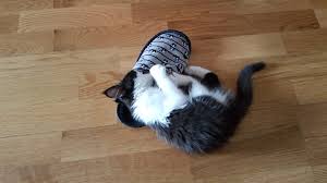 Keep feeding your feline her special kitten formula until. 3 Month Old Kitten How To Raise A Kitten Practical Advice