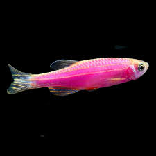 Tropical Fish For Freshwater Aquariums Glofish R Danio Rerio