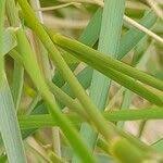 Image result for Tricholaena