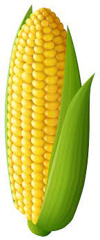 Corn Transparent Png Clip Art Image Gallery Yopriceville High Quality Images And Transparent Png Free Clipart Clip Art Art Images Fruit Art