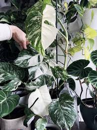 The leaves stand upright even when climbing and runners can grow 15 to 20 feet if allowed to climb. How To Take Care Of Variegated Monstera