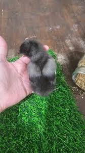 Anyone else dirt broke but wanted to raise chickens and did everything diy  and pulled it off without spending much? Please share your advice 🙏 We are  calculating start up costs and