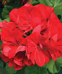 Maybe you would like to learn more about one of these? Geranium Calliope Dark Red Produces Great Big Semi Double Dark Red Velvet Blooms All Summer Long Red Geraniums Geraniums Red Geraniums