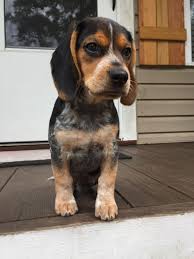 Look at pictures of bluetick coonhound puppies who need a home. Beagle Goals Have Become A Reality Blue Tick Beagle Beagle Beagle Puppy Cute Beagles Cute Puppies