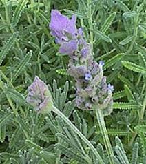 Image result for Lavandula dentata