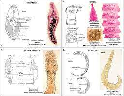 Image result for Helminth