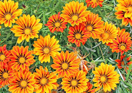 Image result for Gazania krebsiana