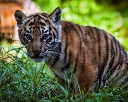 The Critically Endangered Sumatran Tiger Panthera Tigris Sondaica Sumatran Tiger Most Beautiful Animals Animals Beautiful