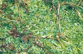 Image result for Callitriche