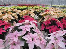 Unlike the majority of plants, if you want the flowers to thrive, you will quality indoor plants are able to endure lower light and high humidity, and are less likely to be. Beating The Winter Blahs With Flowers Greenhouse Canada