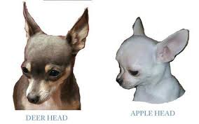 Black Apple Head Chihuahua The Difference Between A Deer Head Chihuahua And An Apple Head Chihuahua Apple Head Chihuahua Chihuahua Puppies Chihuahua