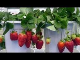Check spelling or type a new query. Terbongkar Cara Perawatan Tanaman Strawberry Agar Cepat Berbuah Youtube