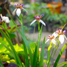 Image result for Neomarica northiana