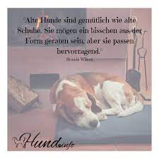 alte hunde hunde alter hund hundespruche hund zitat