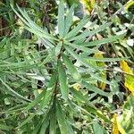 Image result for Dracaena mannii