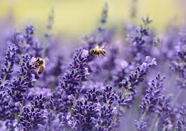 Fiore profumato multiuso sfumature di dalia. Quali Sono I Fiori Piu Profumati