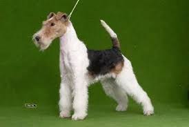 Image result for foxterier drsnosrstý