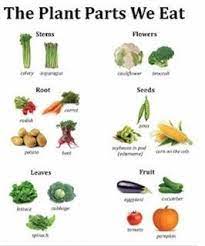 18 common vegetables that have delicious edible flowers. Plant Parts We Eat Parts Of A Plant Teaching Plants Plant Science