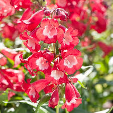 Image result for Penstemon hartwegii